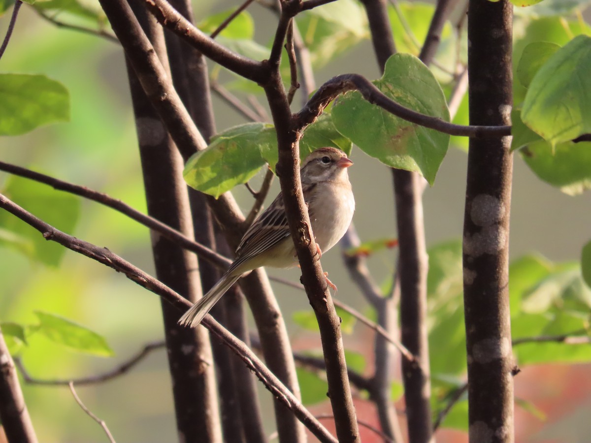 Chipping Sparrow - ML644547629