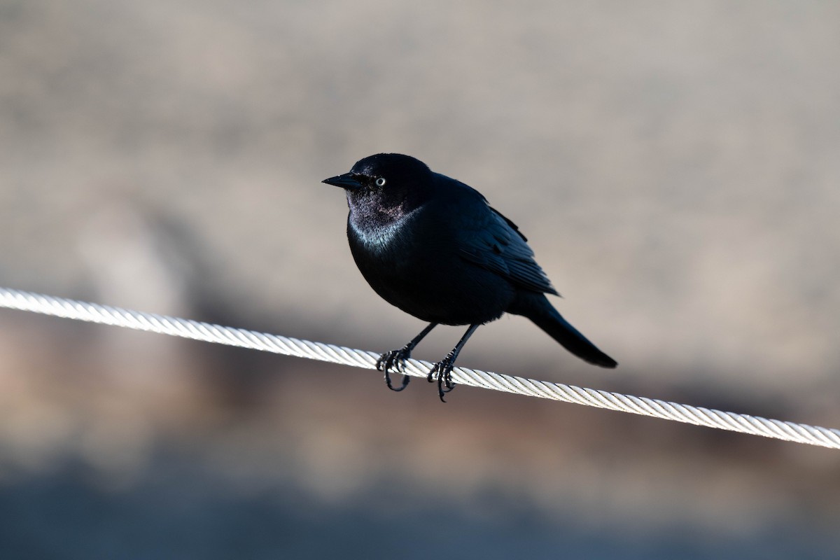 Brewer Karatavuğu - ML644547636