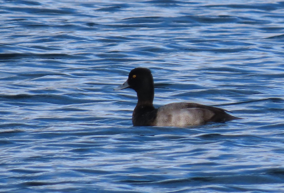 Ring-necked Duck - ML644547638