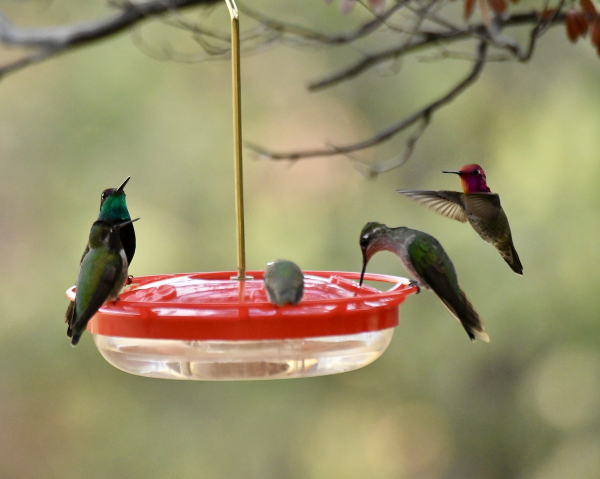 Anna's Hummingbird - ML644547648