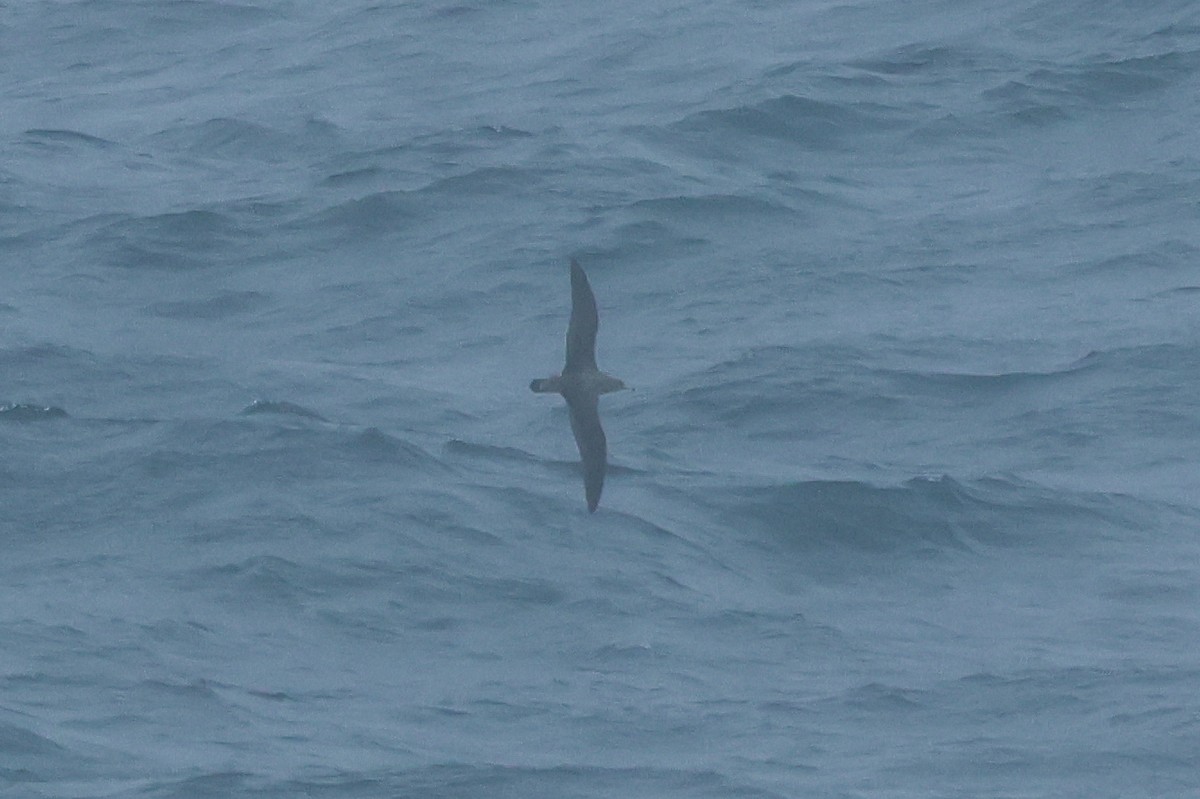 Cory's Shearwater - ML644547649