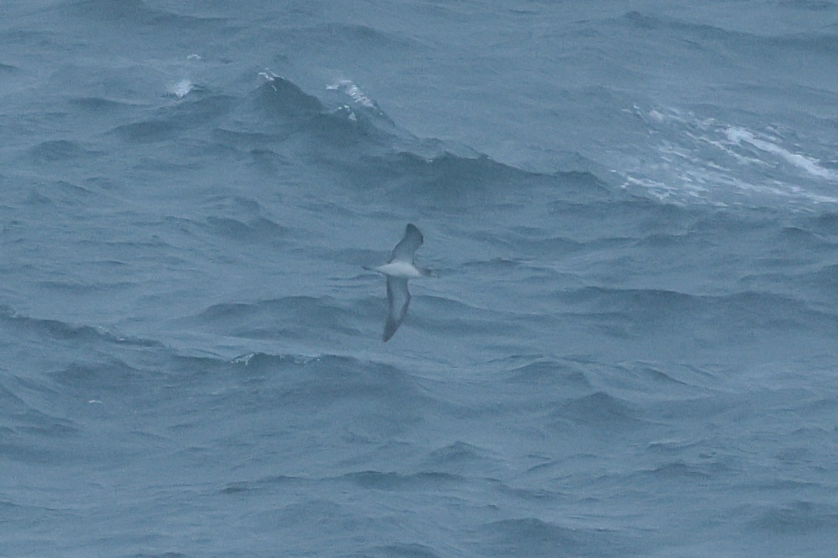 Cory's Shearwater - ML644547650
