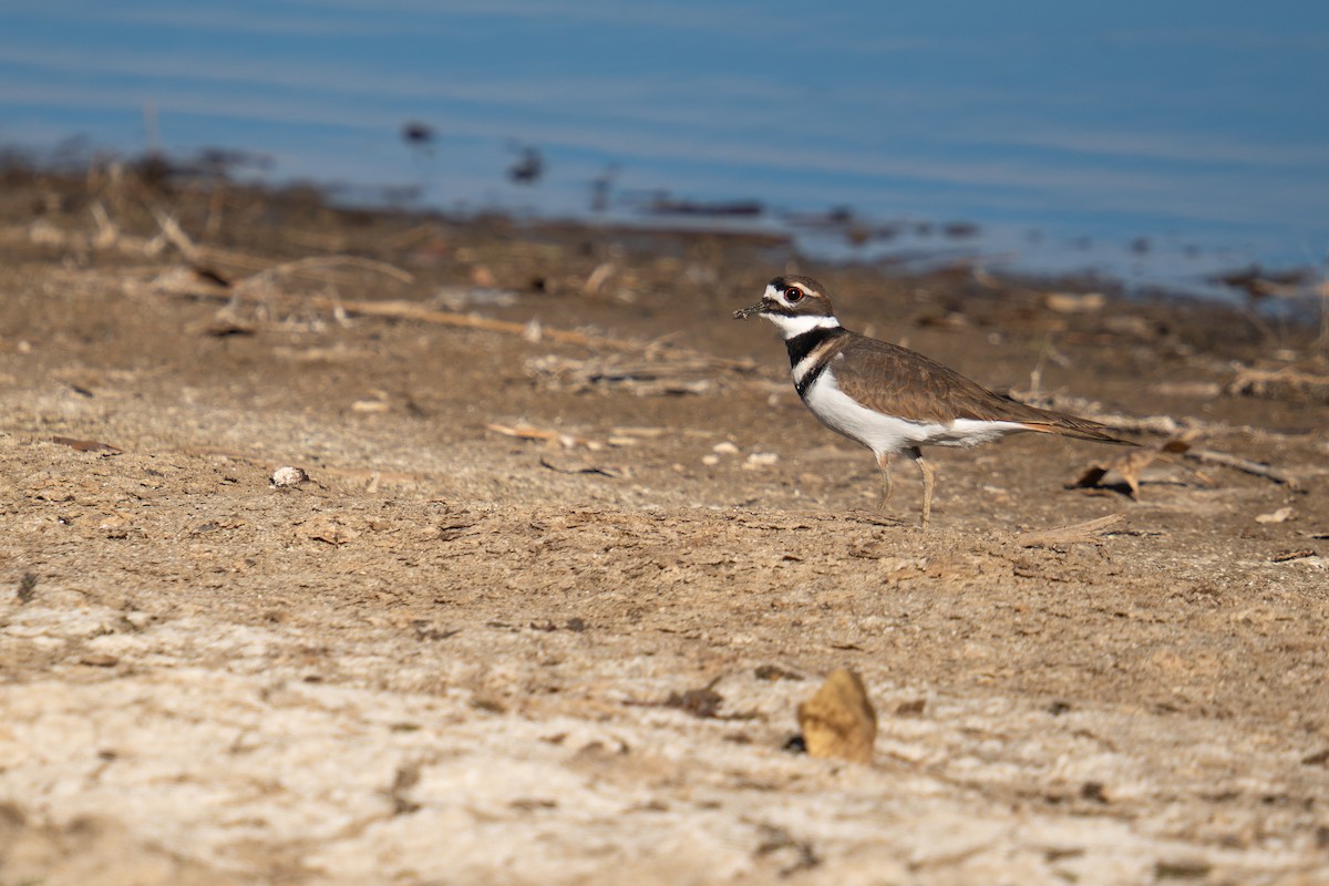 フタオビチドリ - ML644547654