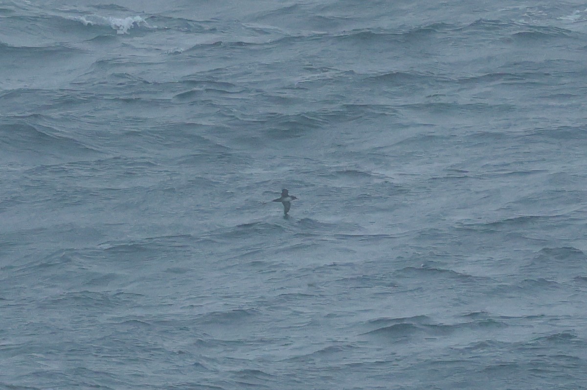 Балеарский буревестник - ML644547655