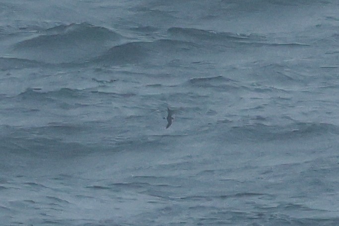 Прямохвостая качурка - ML644547667