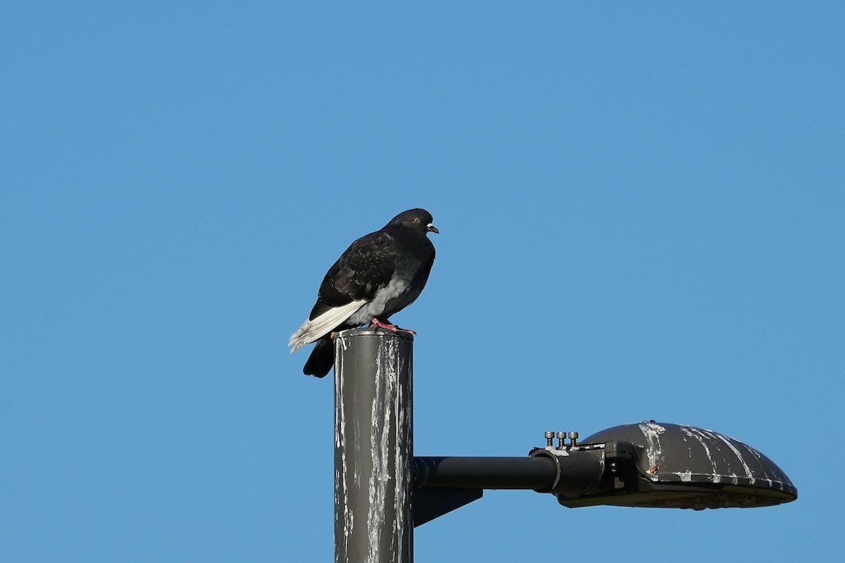 カワラバト（ドバト、家畜型） - ML644547674