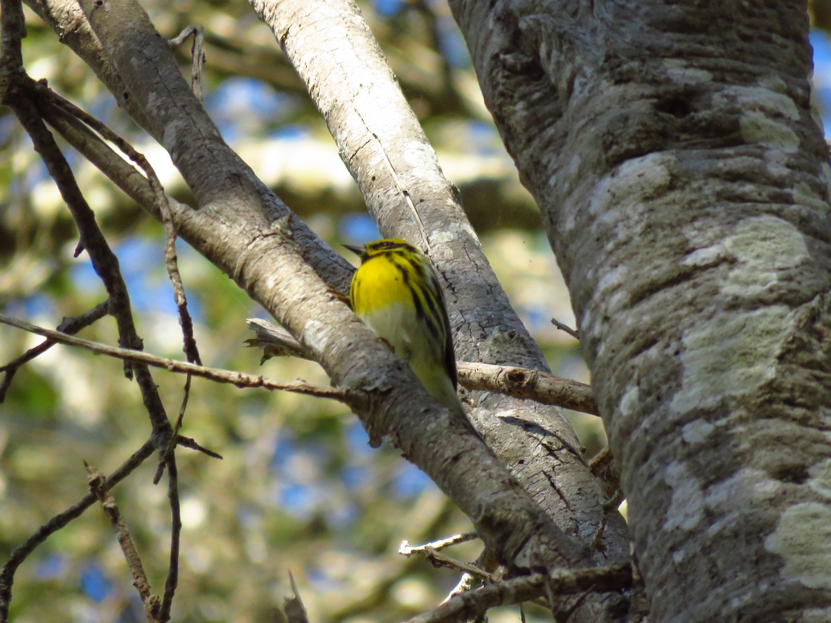 Townsend Ötleğeni - ML644547677