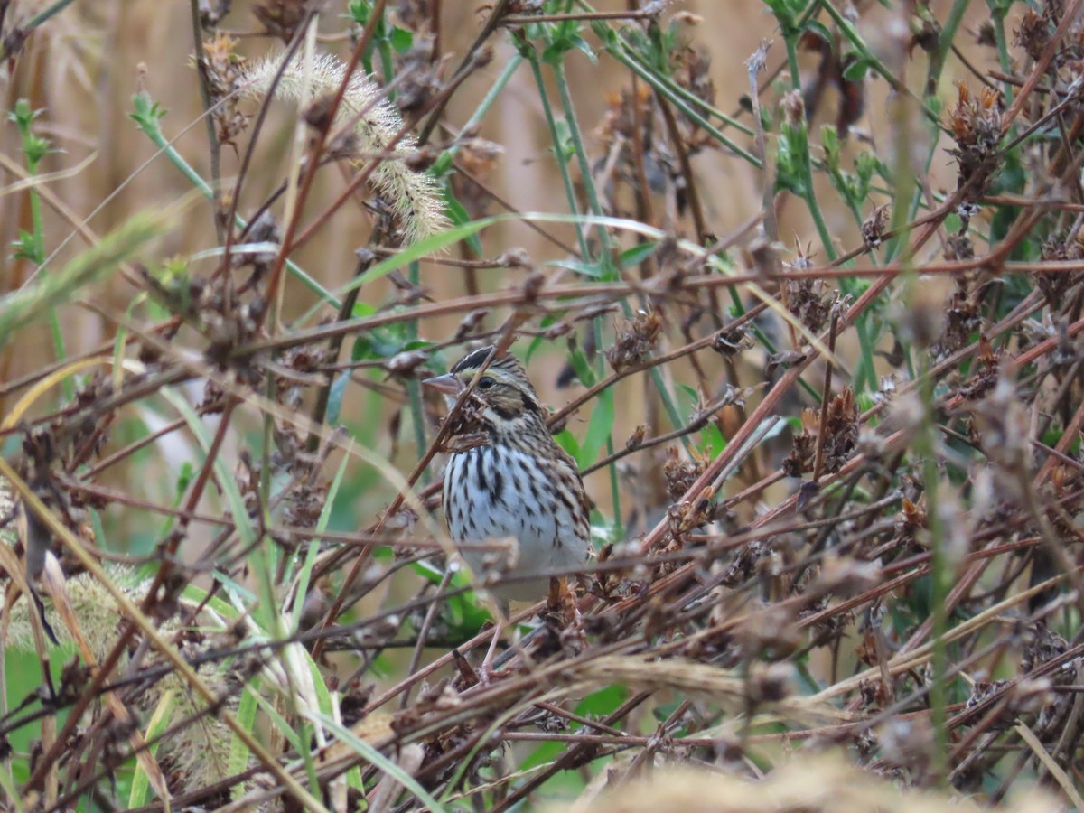 גיבתונית ערבות - ML644547678