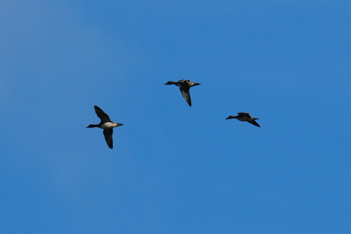 Cerceta Aliazul - ML644547681