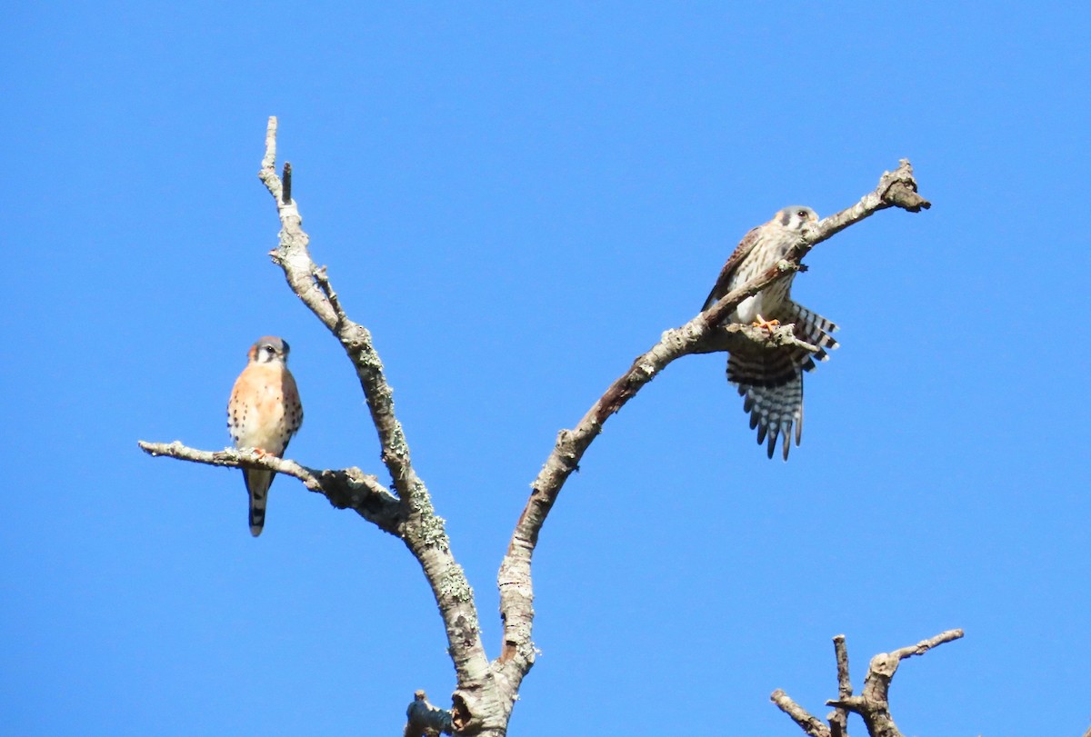 American Kestrel - ML644547682