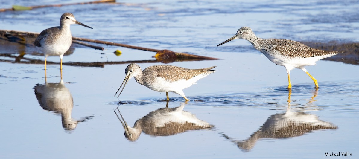 vodouš velký - ML644547684