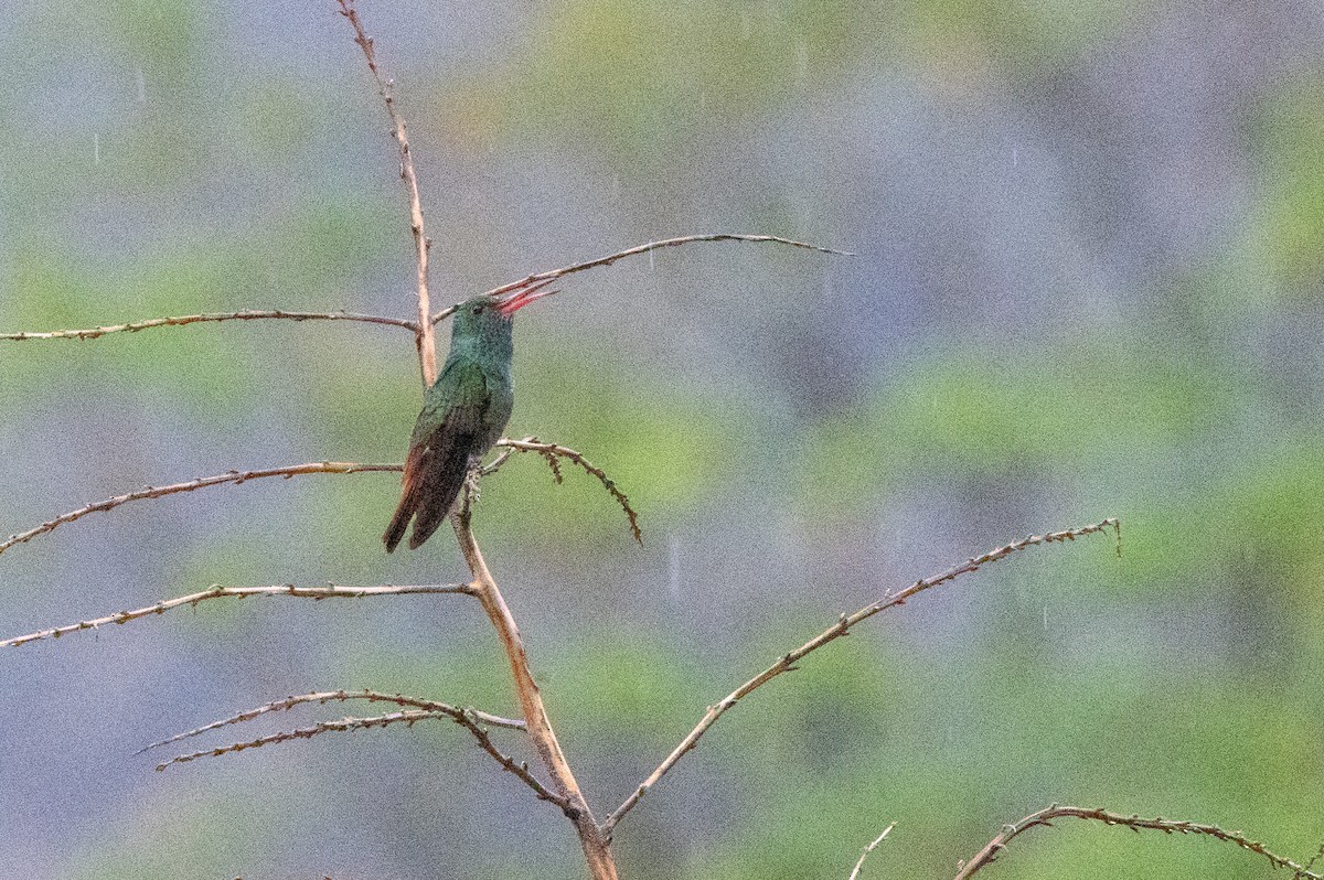 kolibřík rezavoocasý - ML644547686