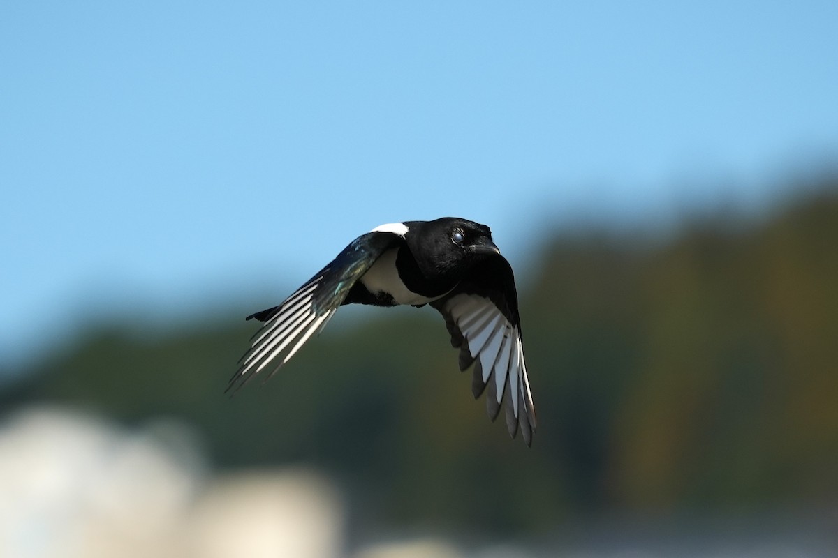 straka čínská - ML644547687