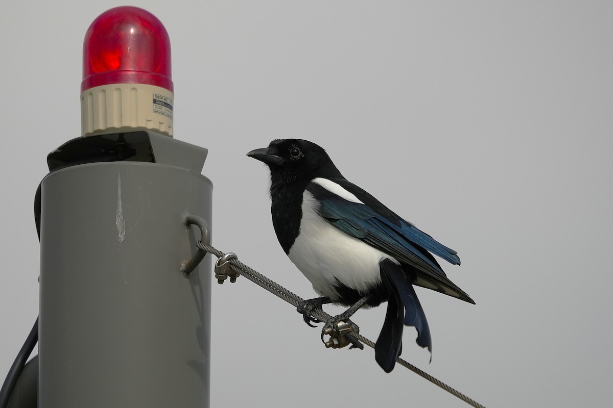 straka čínská - ML644547688