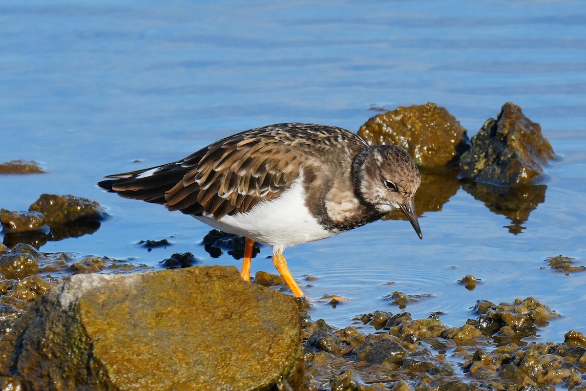 kamenáček pestrý - ML644547691