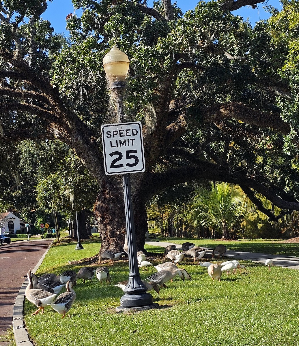 灰雁(馴化) - ML644547692