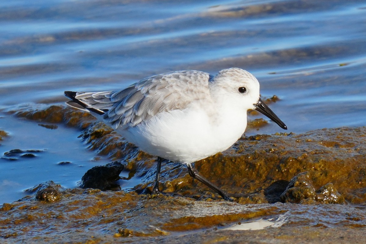 三趾濱鷸 - ML644547695