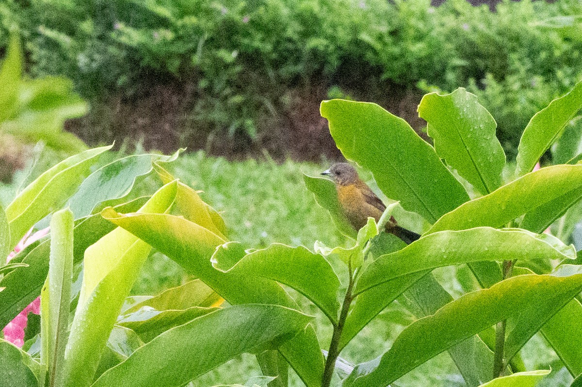 Scarlet-rumped Tanager - ML644547696