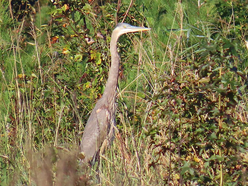 volavka velká [skupina herodias] - ML644547697