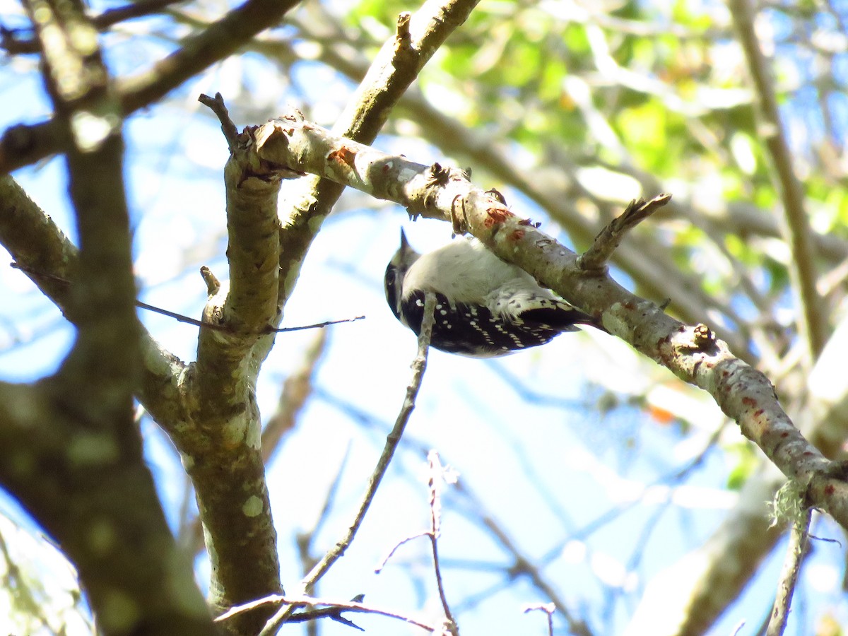strakapoud osikový (ssp. gairdnerii/turati) - ML644547698
