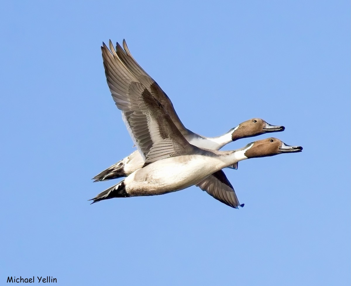 ostralka štíhlá - ML644547699