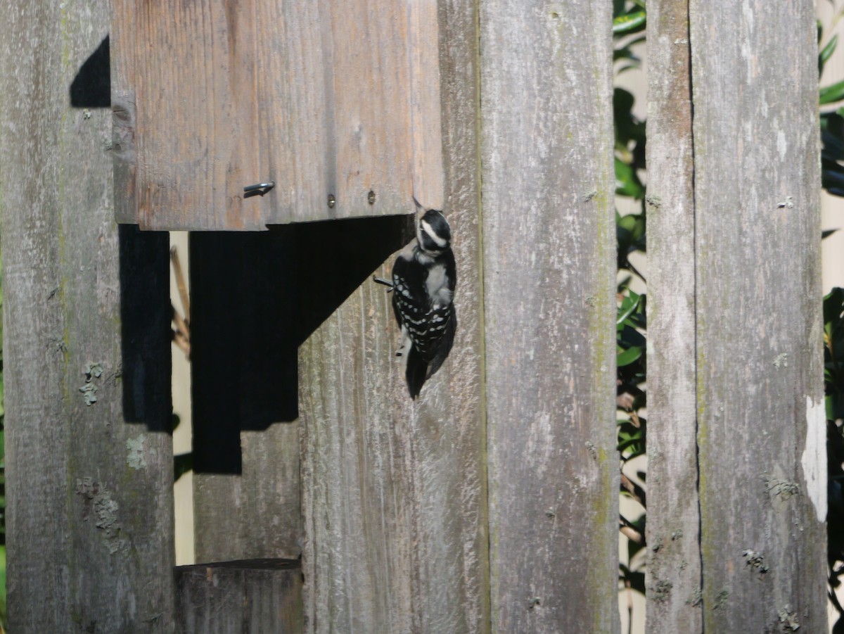 strakapoud osikový (ssp. pubescens/medianus) - ML644547700