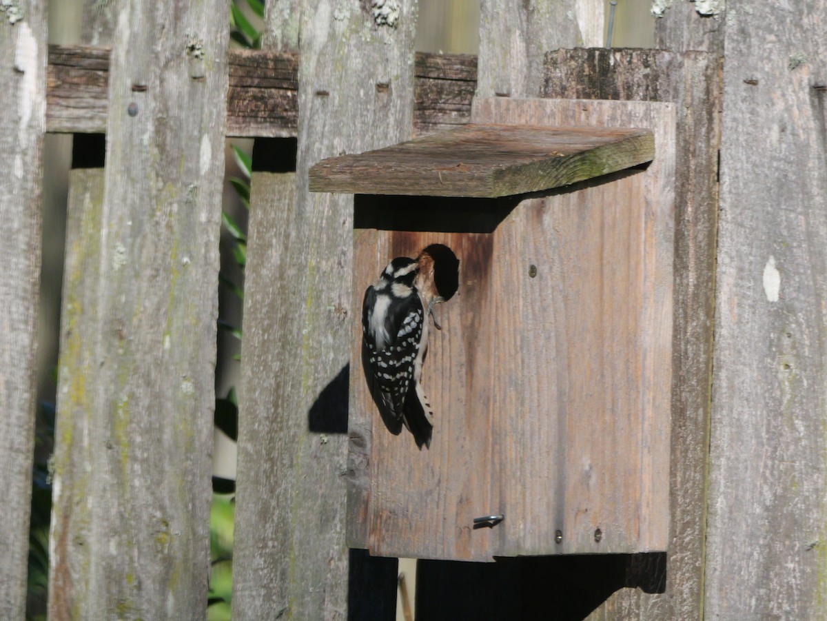 strakapoud osikový (ssp. pubescens/medianus) - ML644547702