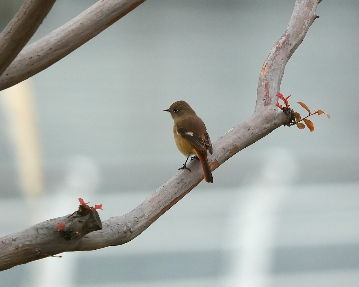 rehek daurský - ML644547703