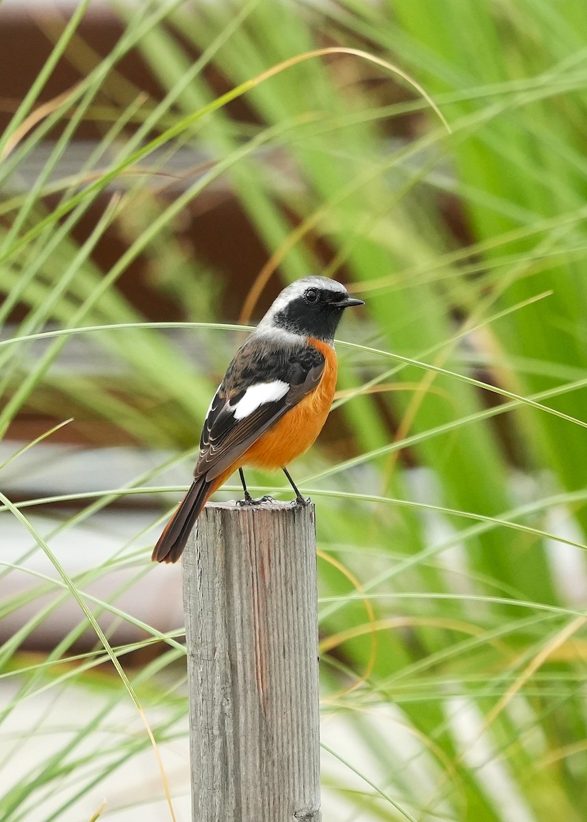 rehek daurský - ML644547704