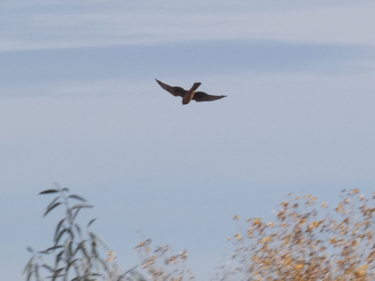 moták severoamerický - ML644547705