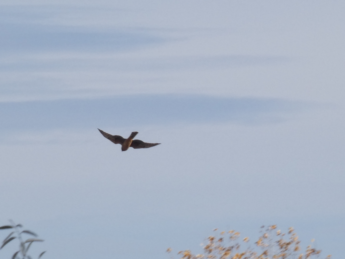 moták severoamerický - ML644547706