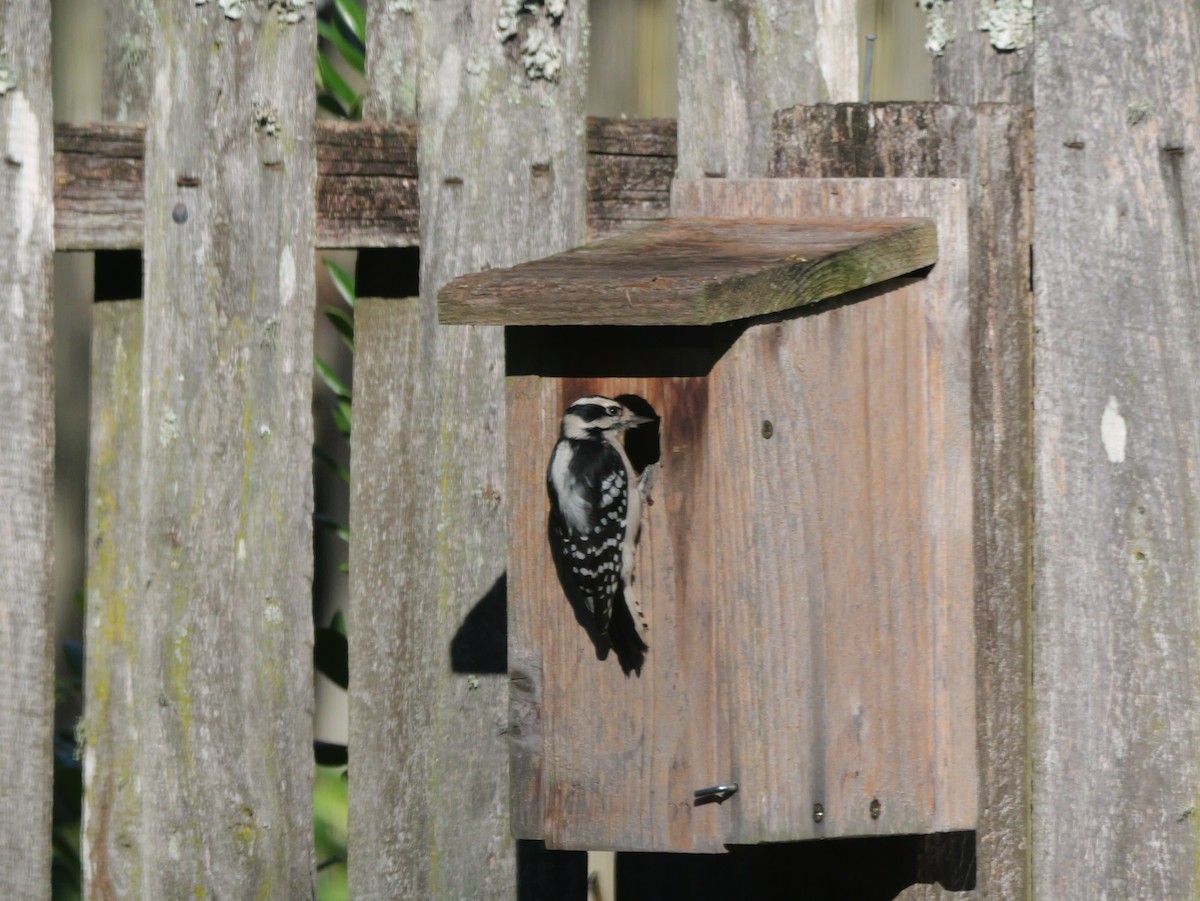strakapoud osikový (ssp. pubescens/medianus) - ML644547708