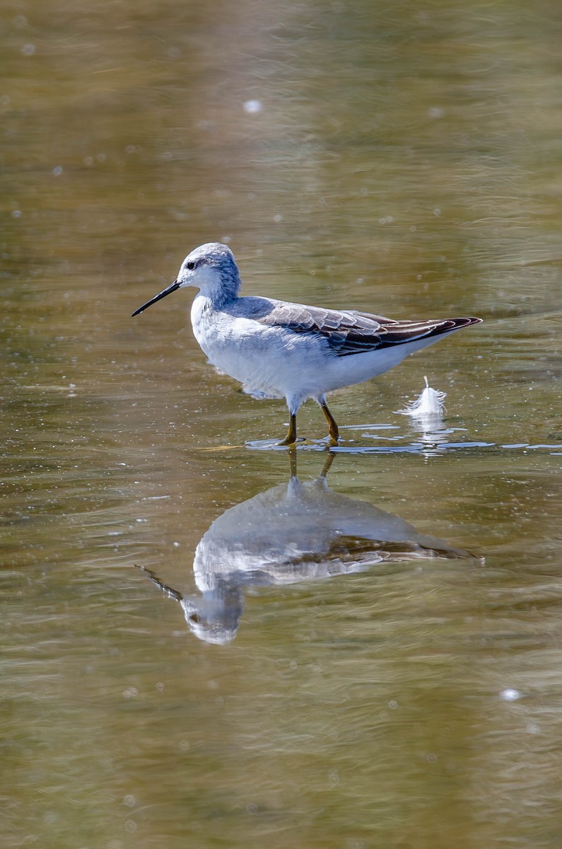 lyskonoh dlouhozobý - ML644547709