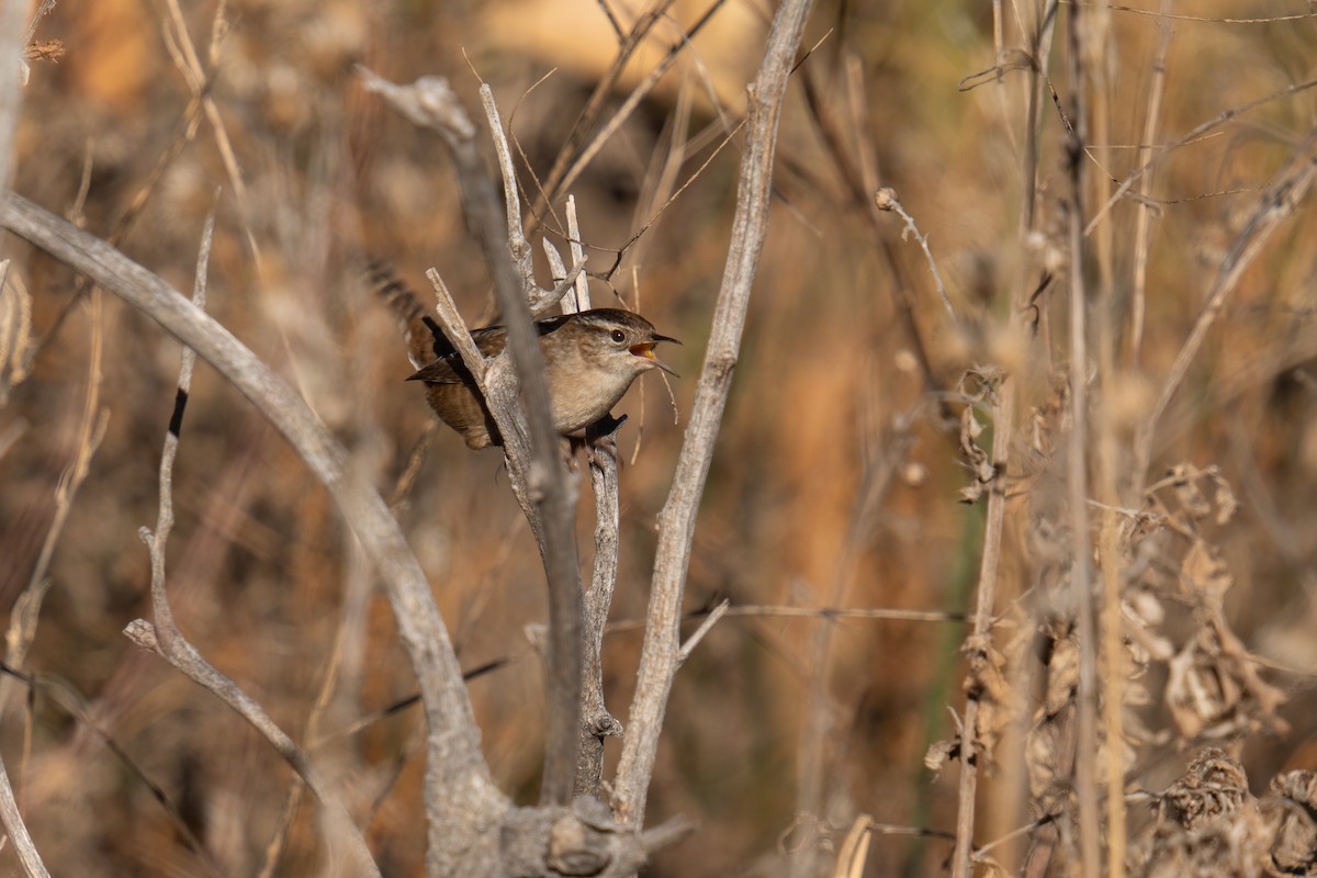 střízlík bažinný - ML644547713