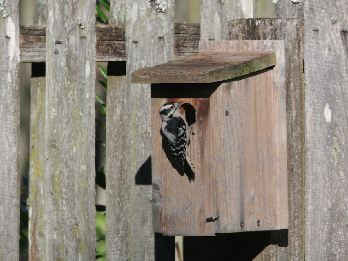 strakapoud osikový (ssp. pubescens/medianus) - ML644547714