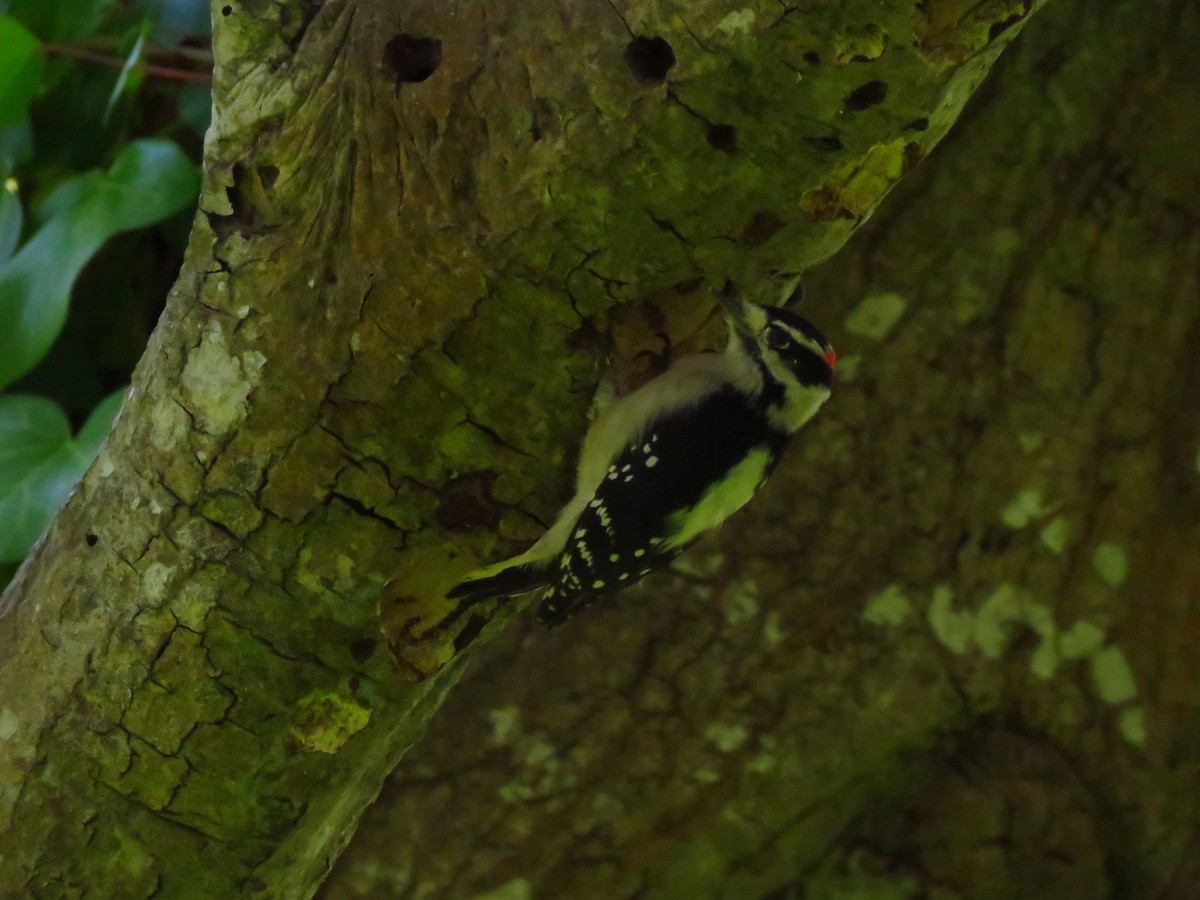 strakapoud osikový (ssp. gairdnerii/turati) - ML644547715