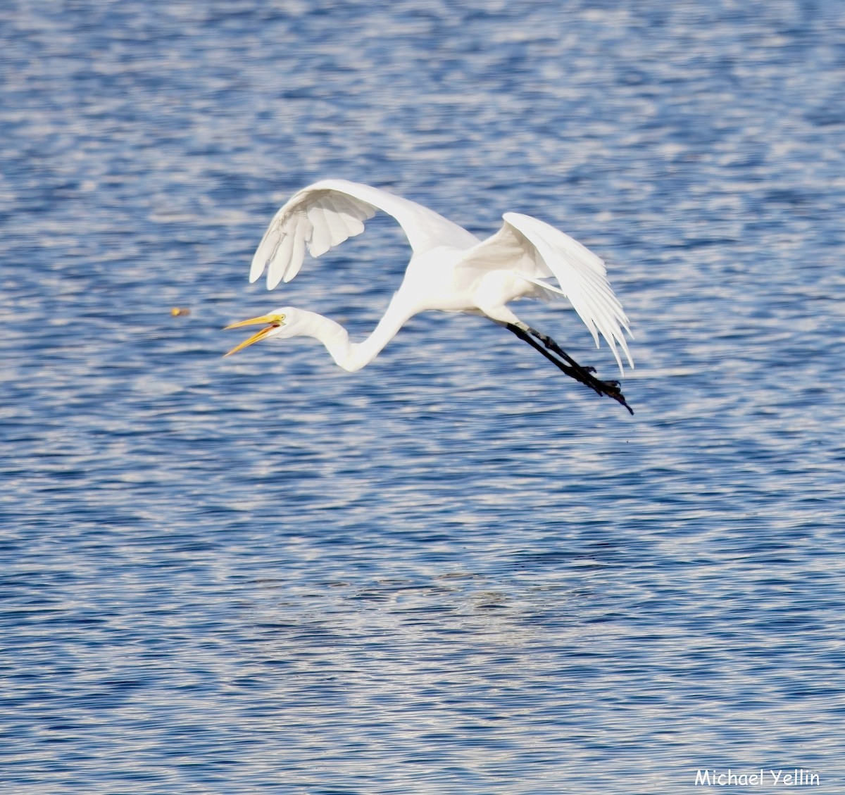 volavka bílá - ML644547716