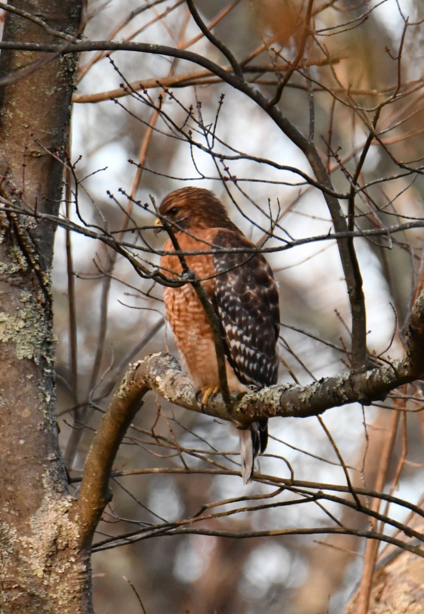 Red-shouldered Hawk - ML644547717