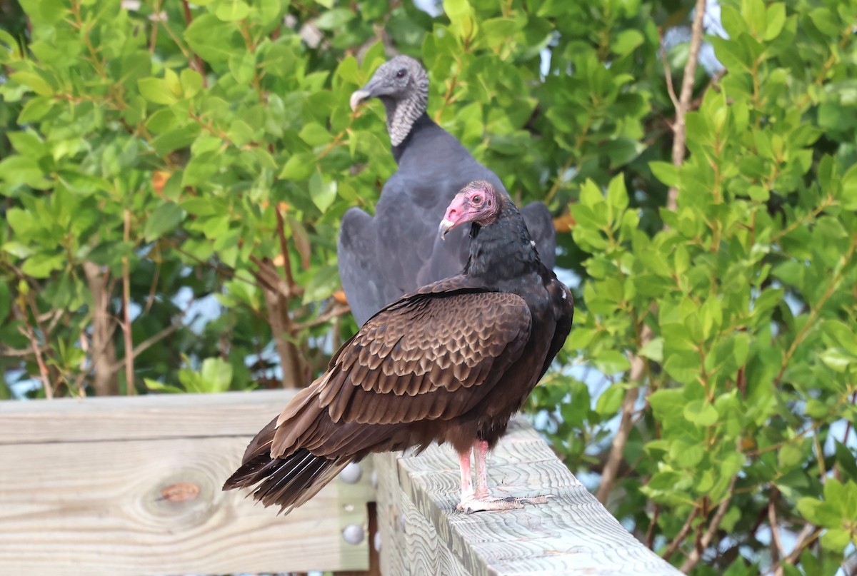 kalkunkondor - ML644547718