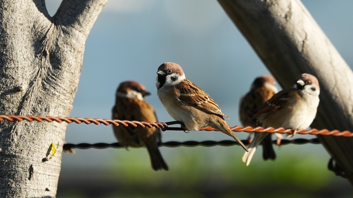 vrabec polní - ML644547719