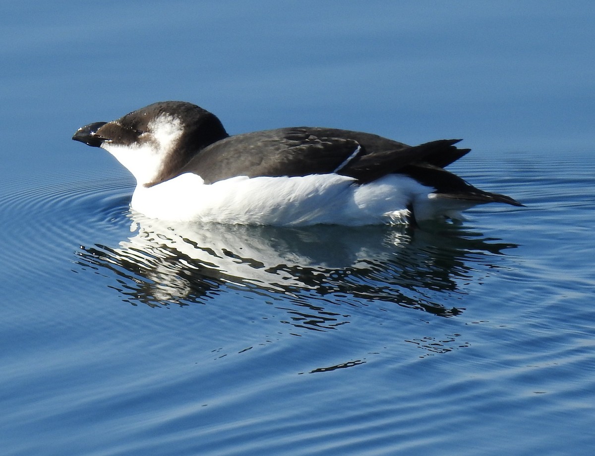Razorbill - ML644547721