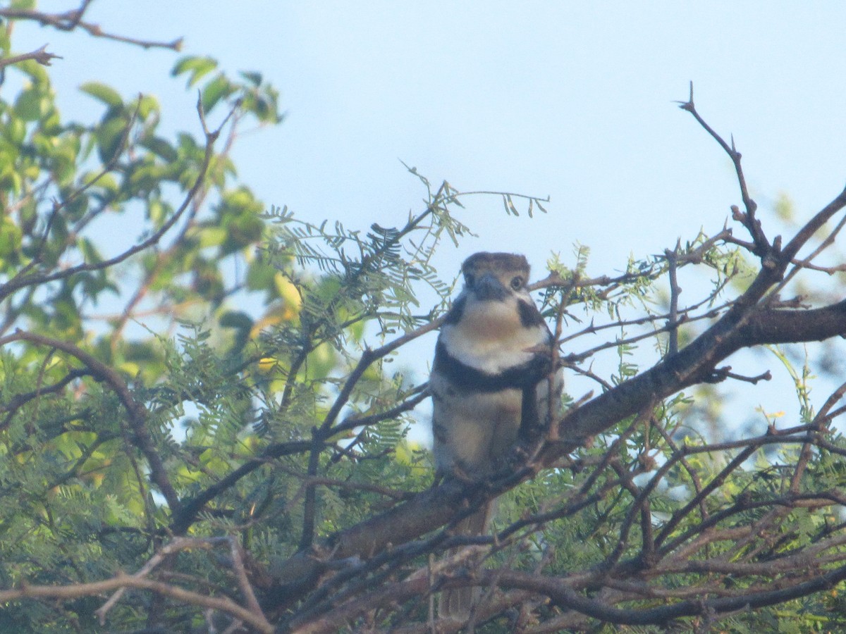 Russet-throated Puffbird - ML644547727
