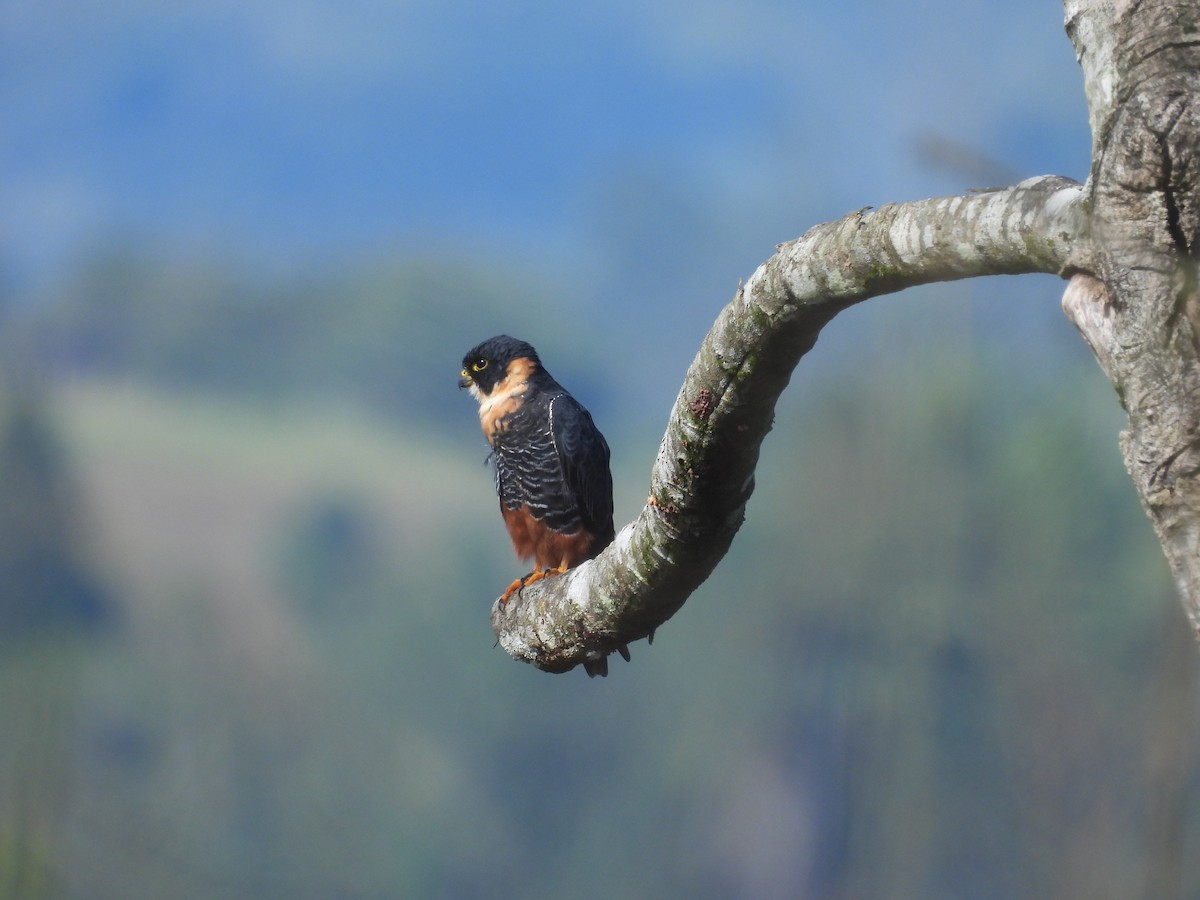 Bat Falcon - ML644547729