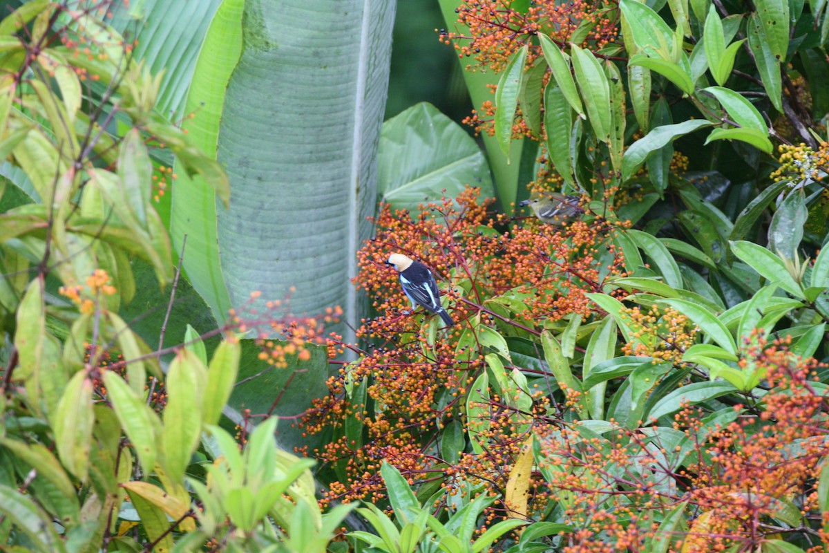 Golden-hooded Tanager - ML644547733