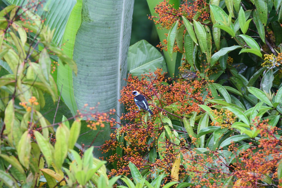 Golden-hooded Tanager - ML644547734