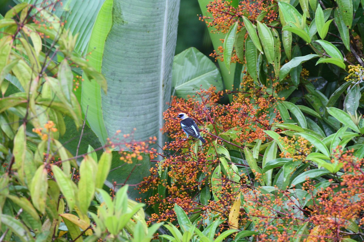 Golden-hooded Tanager - ML644547735