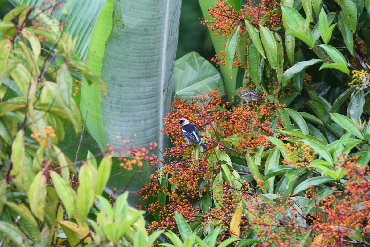 Golden-hooded Tanager - ML644547736