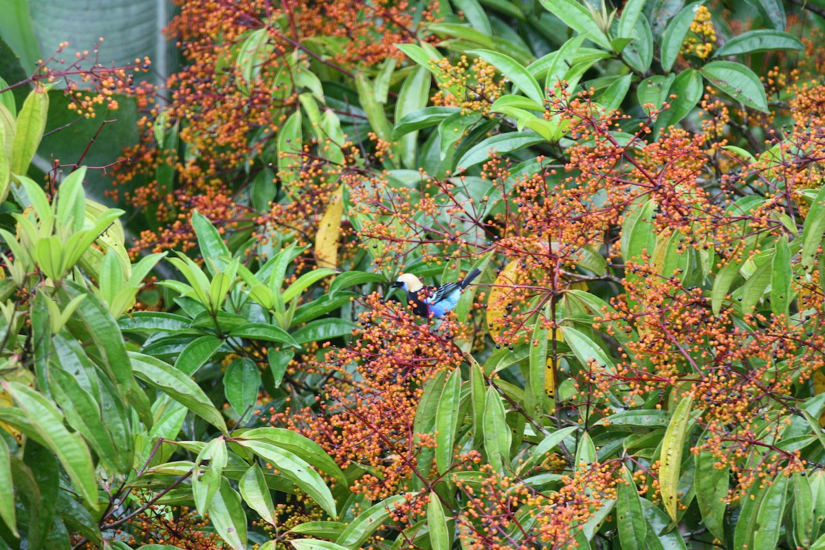 Golden-hooded Tanager - ML644547737
