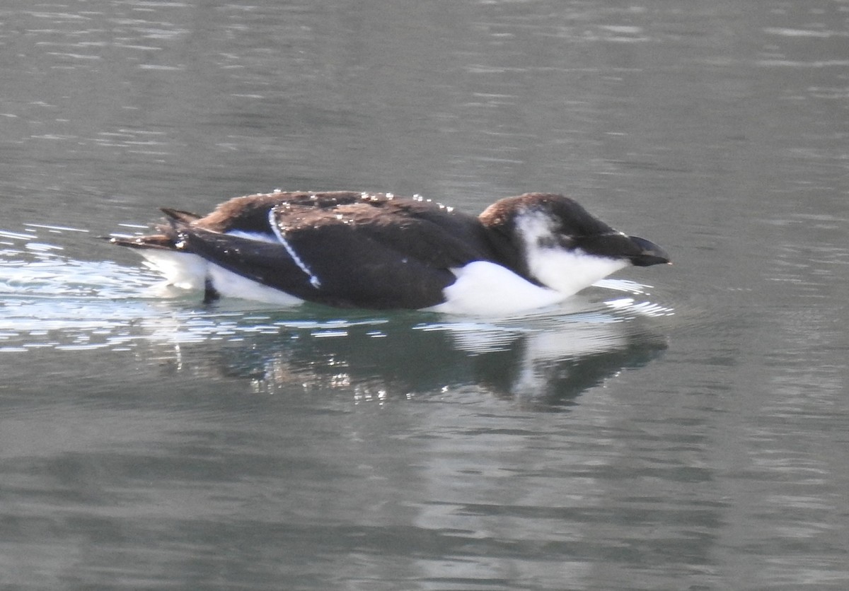Razorbill - ML644547739