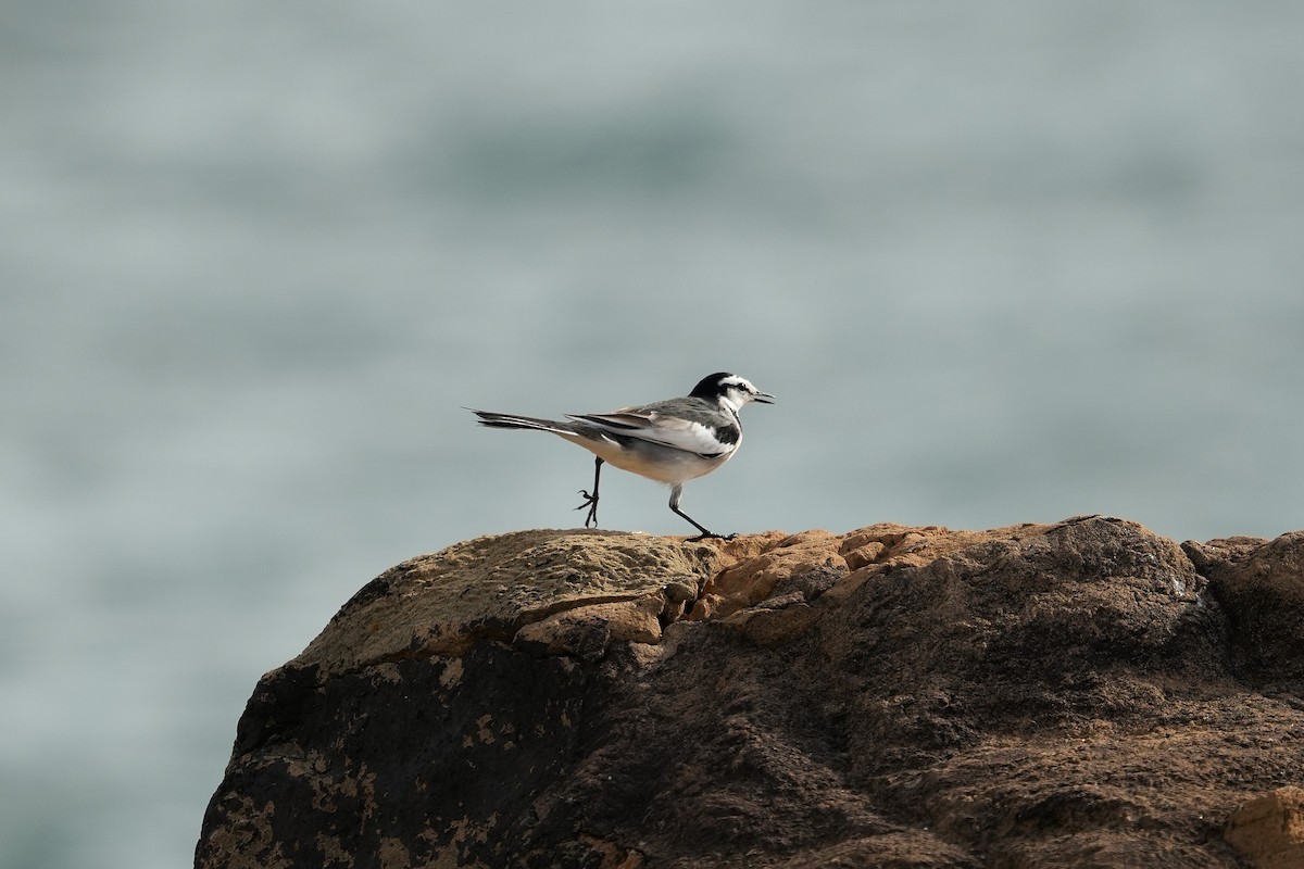 Bergeronnette grise - ML644547742